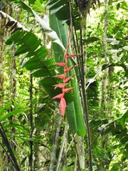 Heliconia fragilis