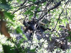 Ursus americanus eremicus