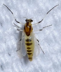 Cricotopus sylvestris