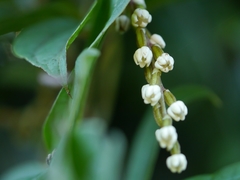 Dioscorea pentaphylla