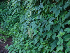 Dioscorea pentaphylla