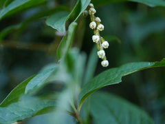 Dioscorea pentaphylla