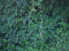 Dioscorea pentaphylla