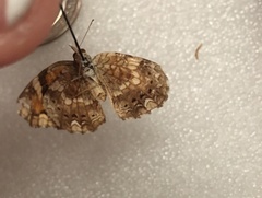 Phyciodes phaon