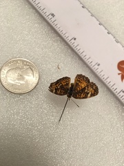 Phyciodes phaon