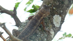 Sceloporus olivaceus