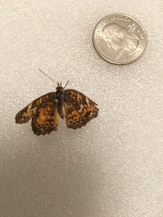 Phyciodes phaon