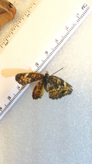 Phyciodes phaon