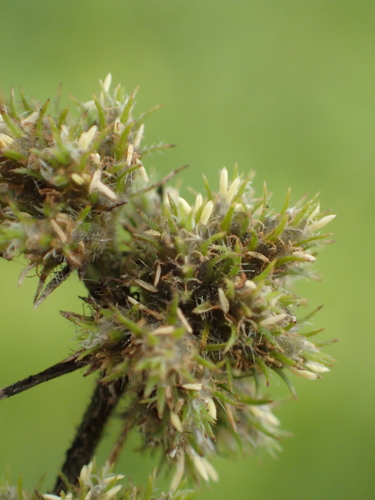 Fuirena ciliaris iNat (1)