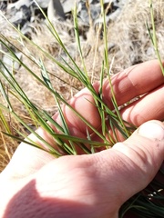 Bupleurum tenuissimum