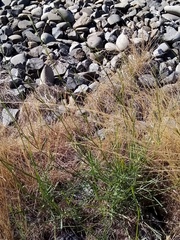 Bupleurum tenuissimum