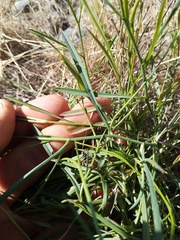 Bupleurum tenuissimum