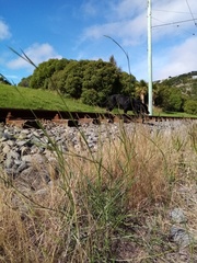 Bupleurum tenuissimum