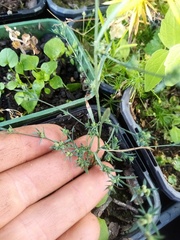 Bupleurum tenuissimum