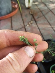 Bupleurum tenuissimum