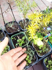 Bupleurum tenuissimum