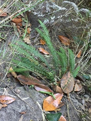 Blechnum parrisiae