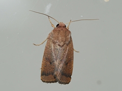 Proteuxoa porphyrescens