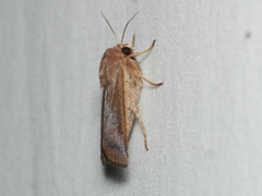 Proteuxoa porphyrescens