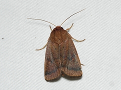 Proteuxoa porphyrescens