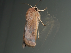 Proteuxoa porphyrescens