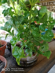 Alternanthera sissoo