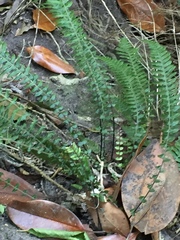 Blechnum parrisiae