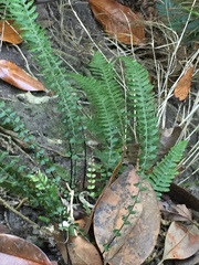 Blechnum parrisiae
