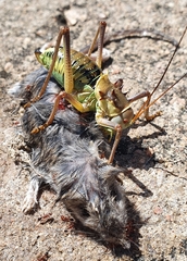 Acanthoplus