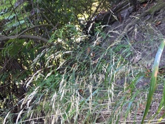 Oloptum miliaceum