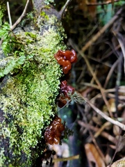 Tremella vesiculosa
