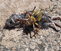 Acanthoplus