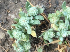 Psilocarphus tenellus