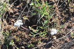 Lomatium piperi
