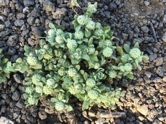 Psilocarphus tenellus