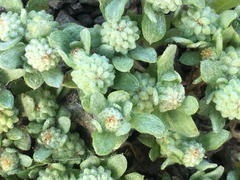 Psilocarphus tenellus