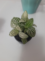 Fittonia