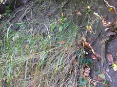 Oloptum miliaceum