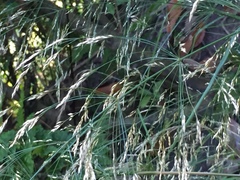 Oloptum miliaceum