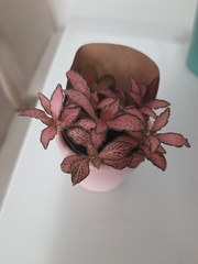 Fittonia