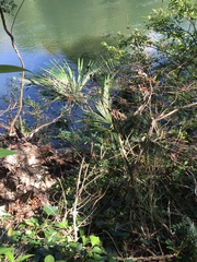 Trachycarpus fortunei