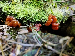 Tremella vesiculosa