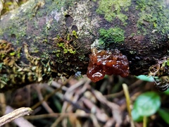 Tremella vesiculosa