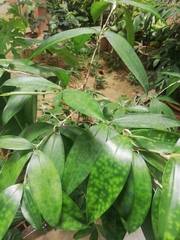 Dracaena surculosa