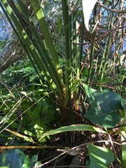 Trachycarpus fortunei