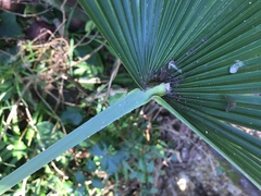 Trachycarpus fortunei