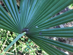 Trachycarpus fortunei