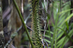 Calamus moti