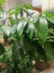 Dracaena surculosa