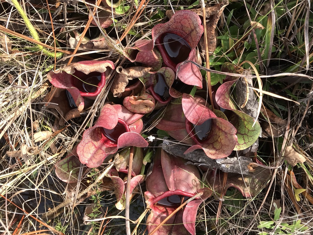Sarracenia rosea, Liberty County, US-FL, US